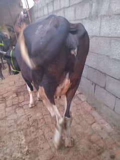 pure jersy freezan cow, buffalo, with baby 8 litter dodh