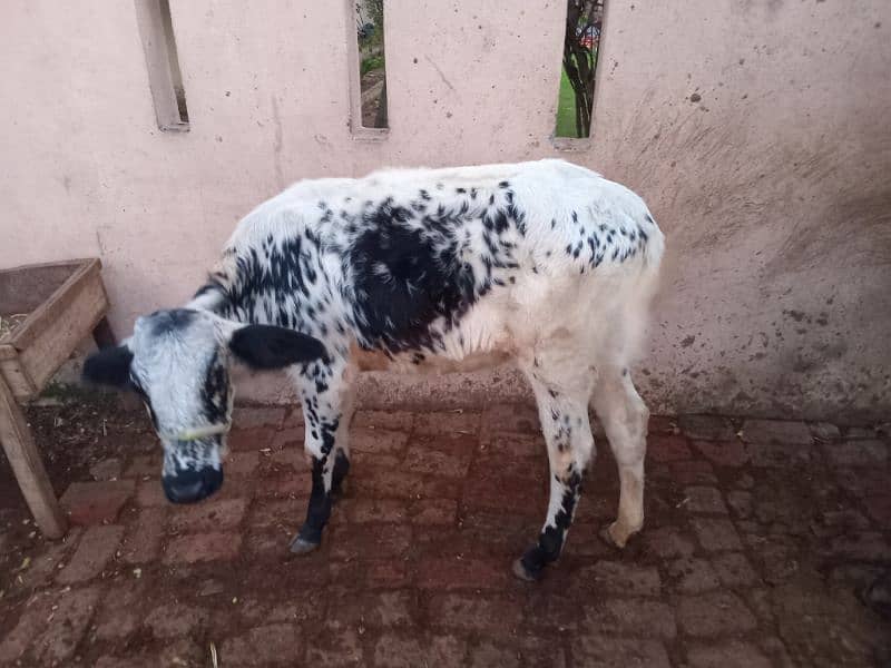 pure jersy freezan cow, buffalo, with baby 8 litter dodh 1