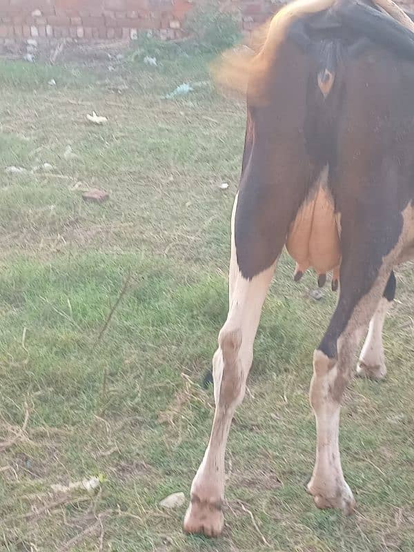 pure jersy freezan cow, buffalo, with baby 8 litter dodh 3