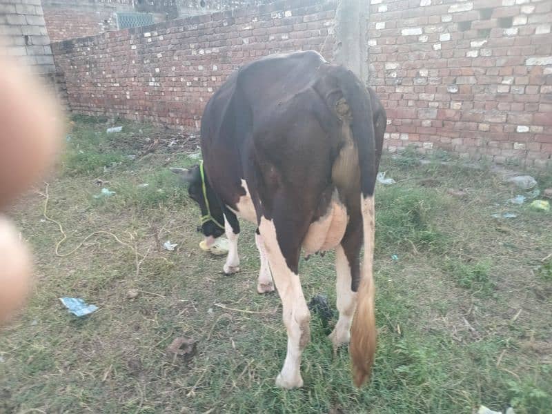 pure jersy freezan cow, buffalo, with baby 8 litter dodh 4