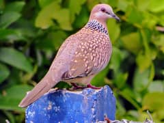 Spotted Doves Breeder Pairs For Sale In Multan