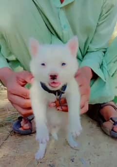 Russian puppy ping nose female for sale