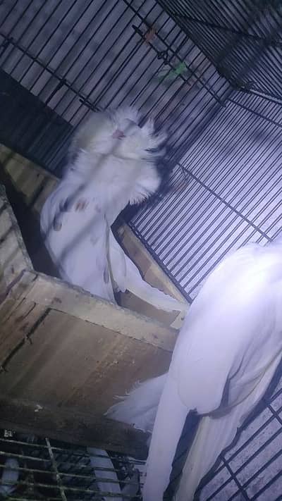 jacobin breader pair