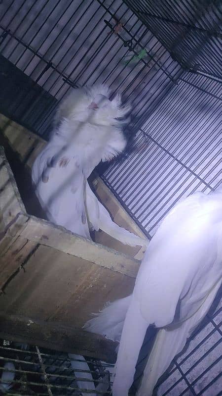 jacobin breader pair 0