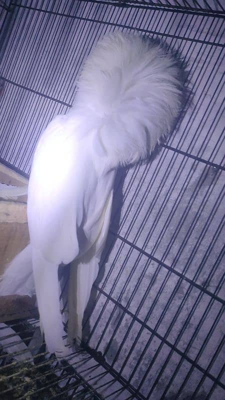 jacobin breader pair 1