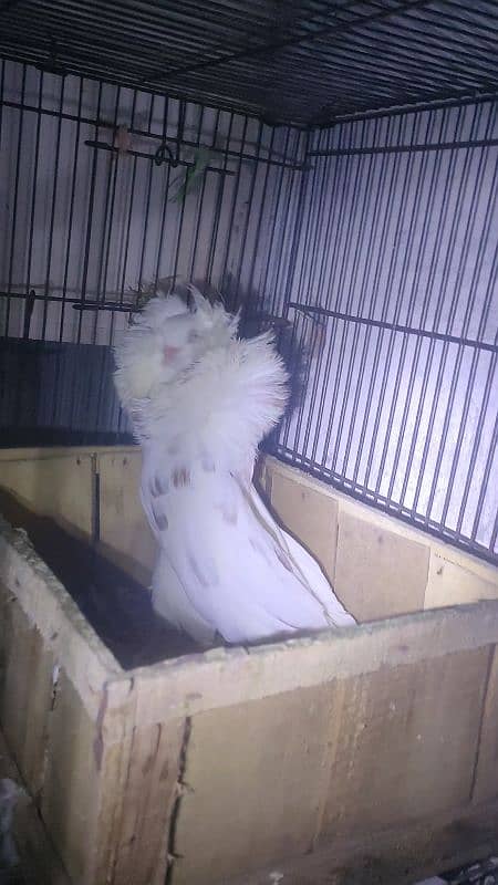 jacobin breader pair 2