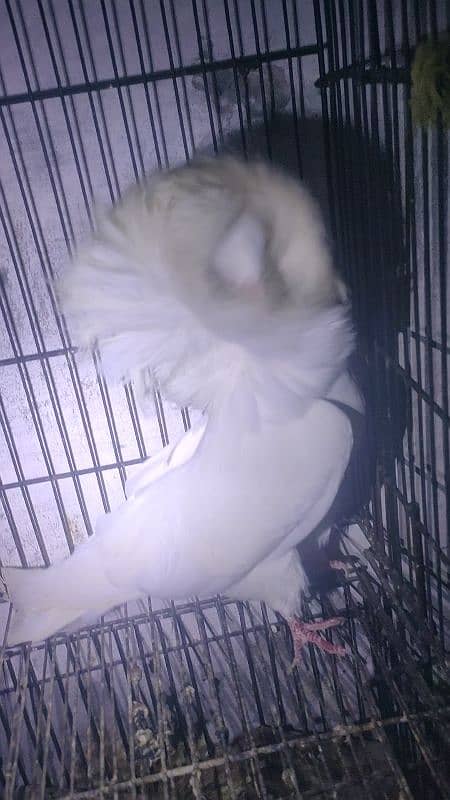 jacobin breader pair 3