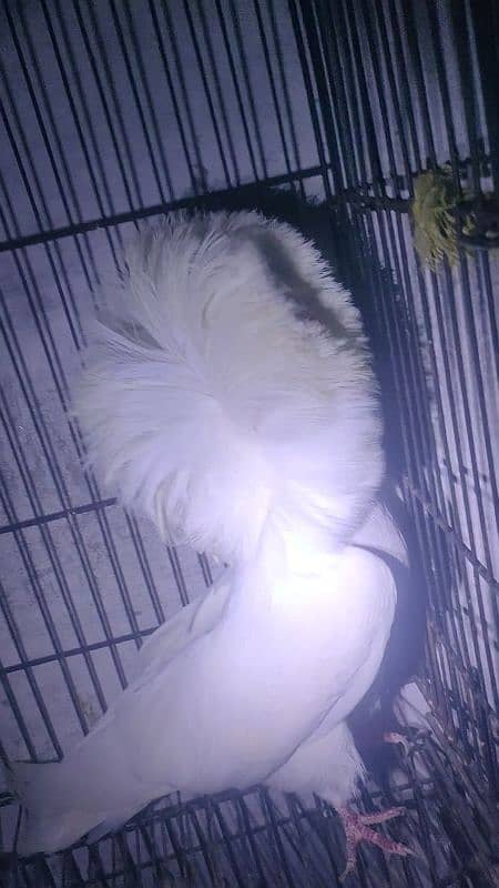 jacobin breader pair 4