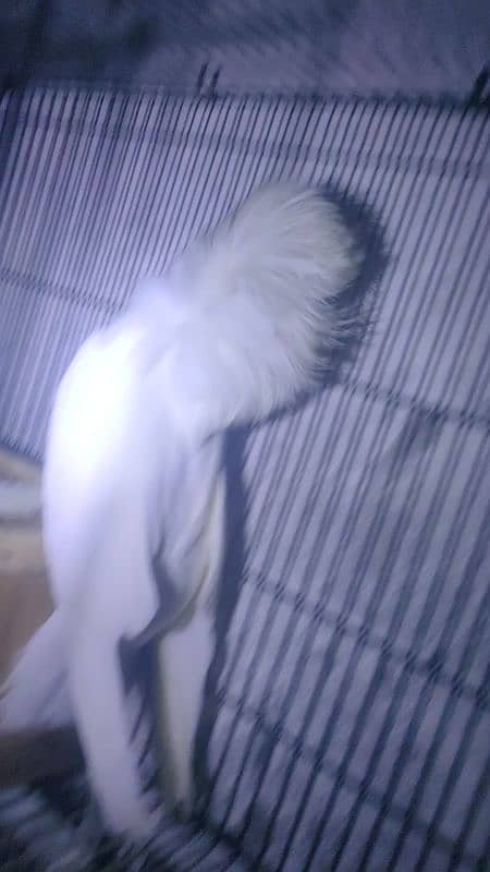 jacobin breader pair 5