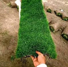 grass