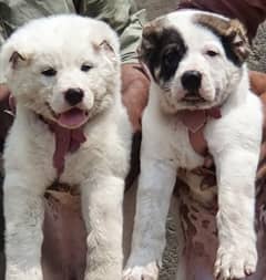 alabai dog pair 2 months for sale security dog