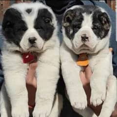 alabai dog pair 2 months for sale security dog