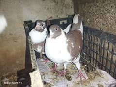 All pigeon breeder pair iron cage urgent sale