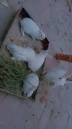 Red eyes rabbits ( male / female)