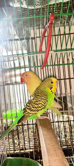 budgies pair for sale 3