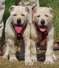 alabai security dog 2 month pair for sale heavy bone 0