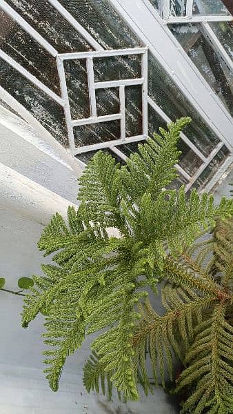 Araucaria For Sale 1800/- 0