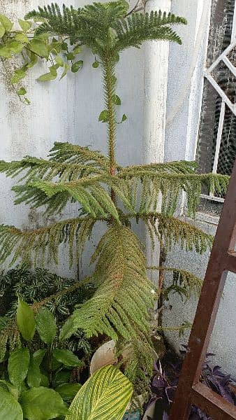 Araucaria For Sale 1800/- 1