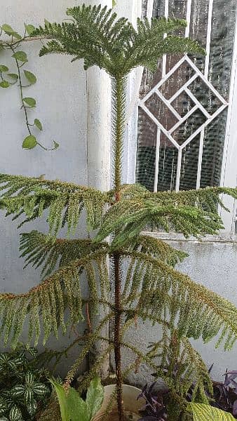 Araucaria For Sale 1800/- 2