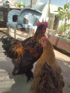 White buffGolden buff  Blue buff chicks age around 1 months