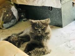 persion cats/triple coated Persian/ punch face persion cats