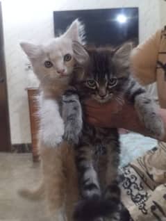 Selling 2 Pair of Persian Kittens (03343807662)