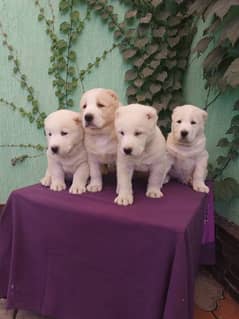 Imported alabai puppies available for sale