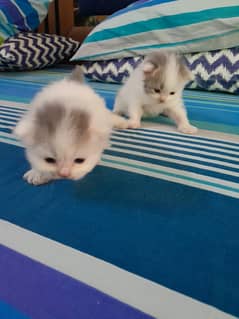 Kitten Persian 2 only