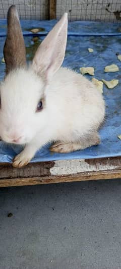 red eyes cute rabbits 2 pair 0