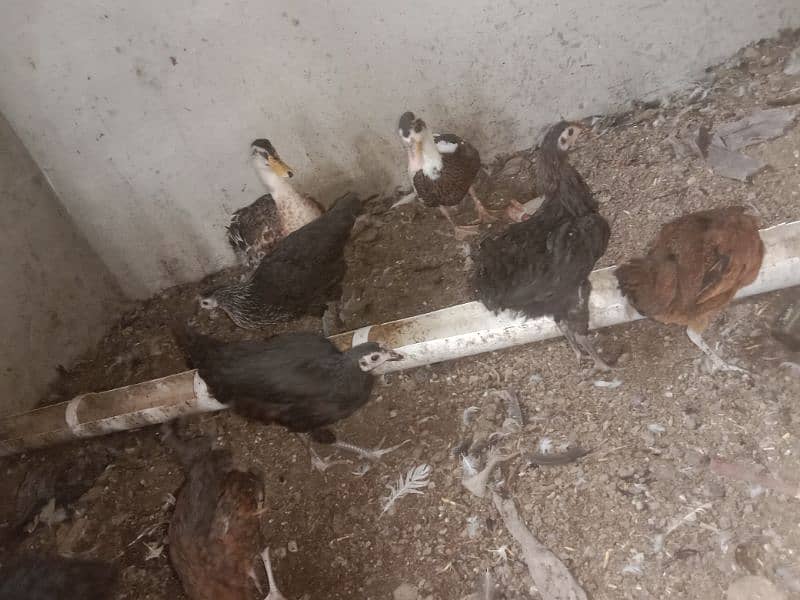 golden misri hen chicks 0