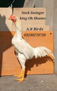 White Shamo Eggs