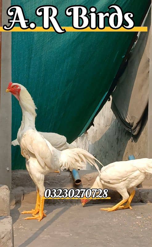 White Shamo Eggs / White Shamo Chicks 1