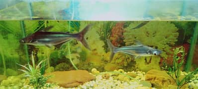 shark pair with aquarium with turtle 03171225388