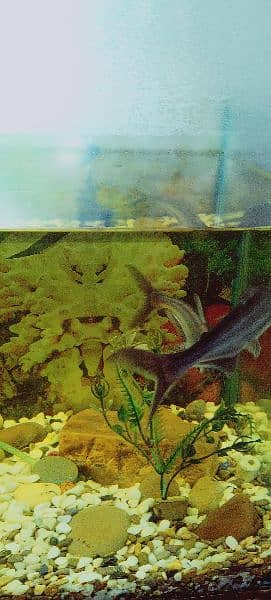 shark pair with aquarium with turtle 2