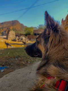 BELGIAN tervuren