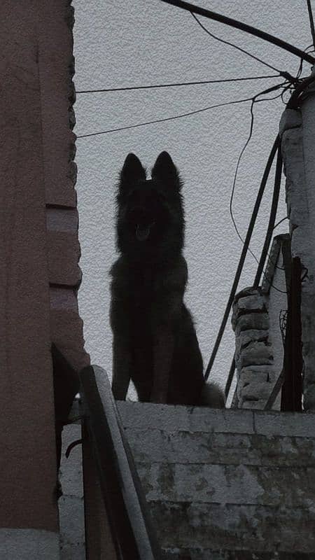 BELGIAN tervuren 1