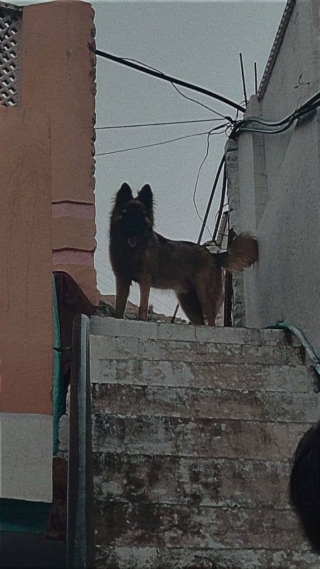 BELGIAN tervuren 2