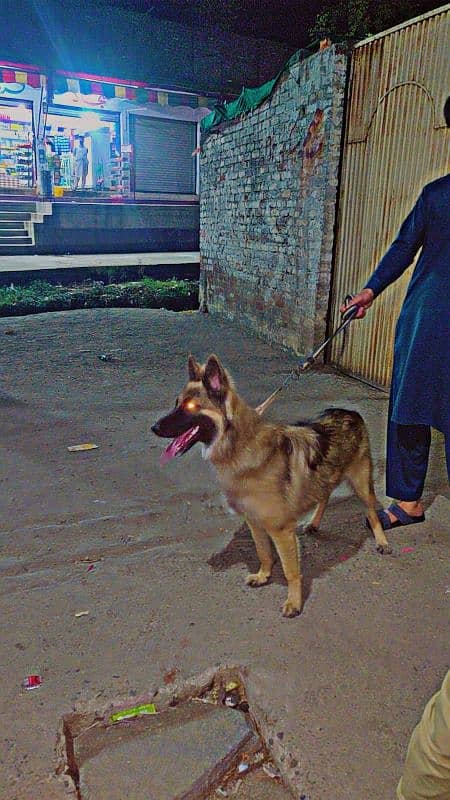 BELGIAN tervuren 3