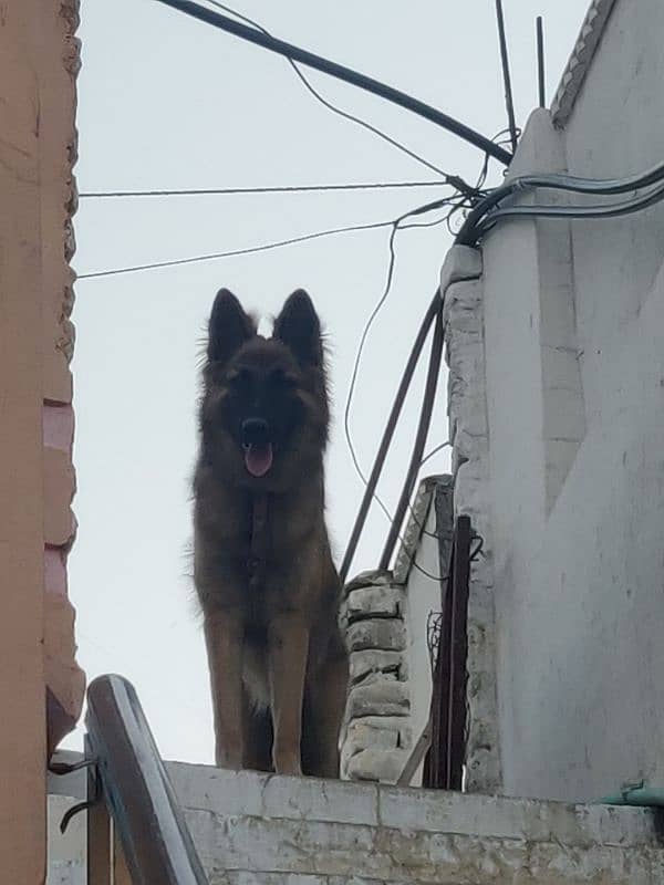 BELGIAN tervuren 4