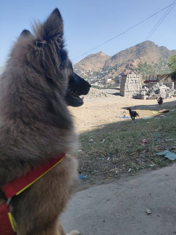 BELGIAN tervuren 5