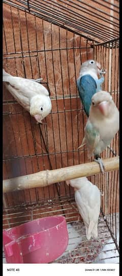 Lovebirds sale due to shifting 0