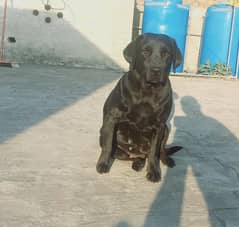 Labrador Female | British Labrador Dog For Sale