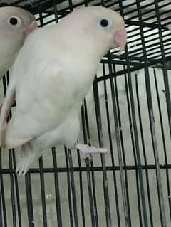 Albino breeder female