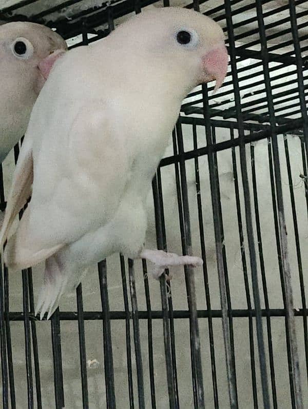 Albino breeder female 1