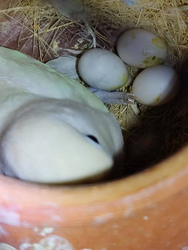 Albino breeder female 2