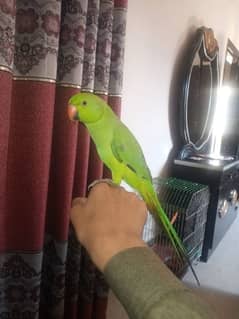 Ring Neck Parrot