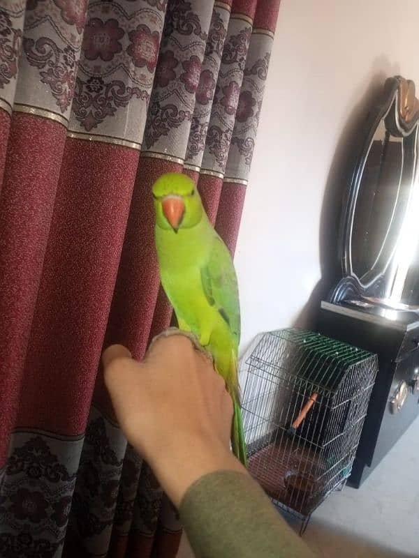 Ring Neck Parrot 2