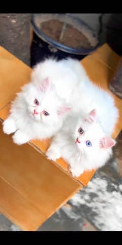 Beautiful Pairs of Cats