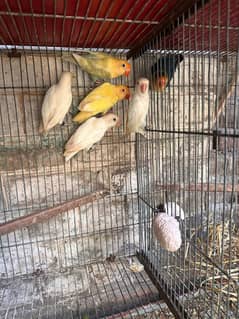 Albino Red & Splits and  Breeder pair with Eggs & Box with DNA