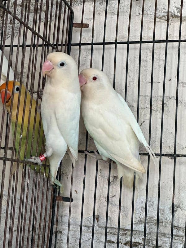 Albino Red & Splits and  Breeder pair with Eggs & Box with DNA 3